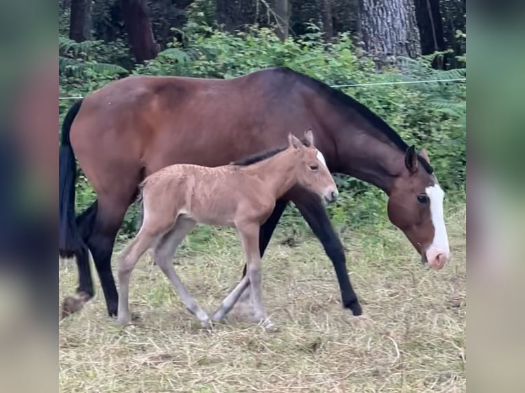 Lusitanos Yegua 10 años 159 cm Castaño in Caldas da Rainha