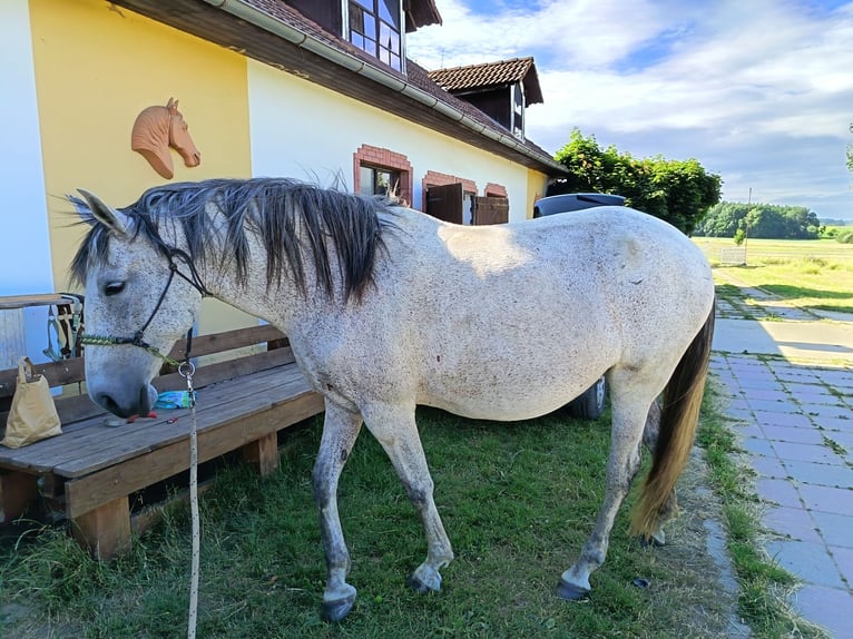 Lusitanos Yegua 10 años 164 cm White/Blanco in Jankov