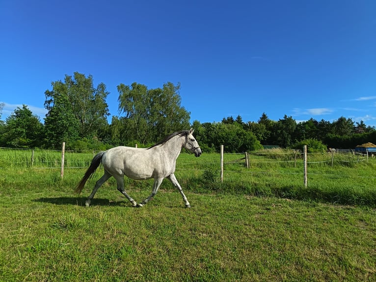Lusitanos Yegua 10 años 164 cm White/Blanco in Jankov