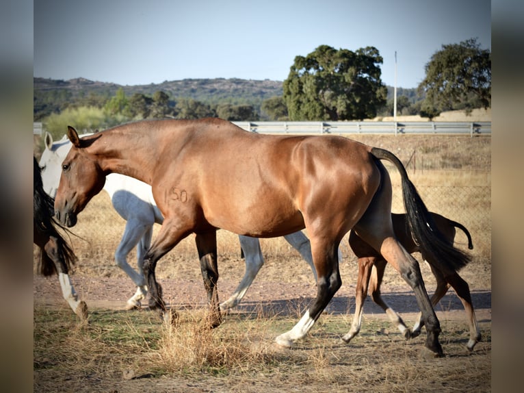 Lusitanos Yegua 10 años 166 cm in Valdecaballeros