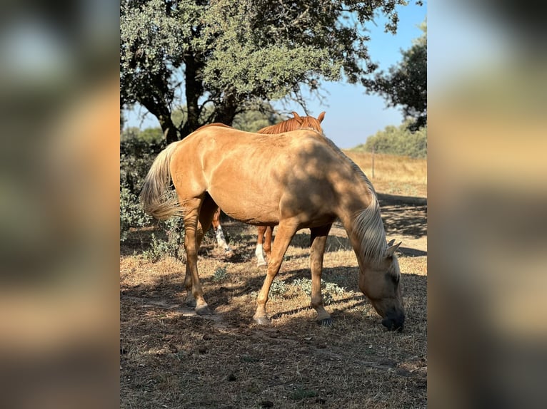 Lusitanos Yegua 11 años 154 cm Palomino in Cubillo