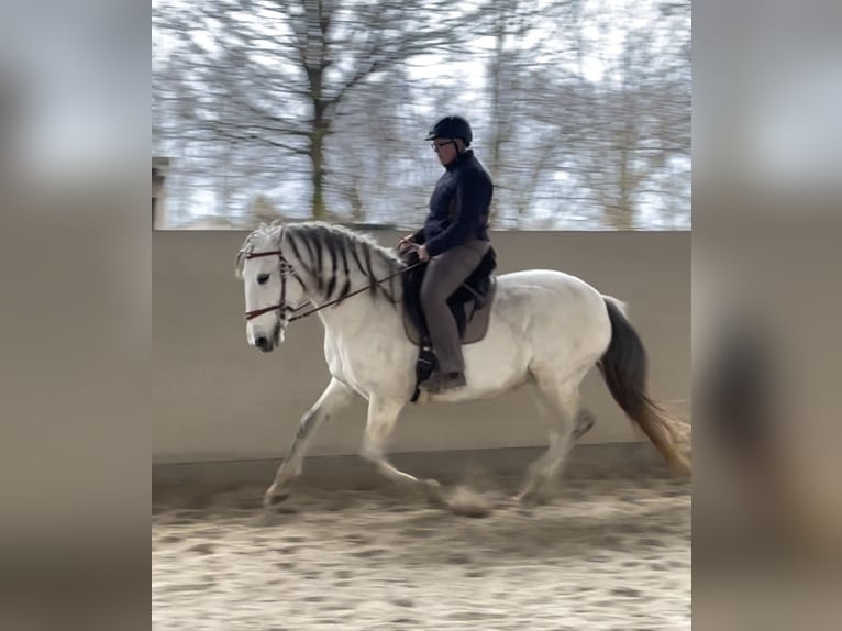 Lusitanos Yegua 11 años 159 cm Tordo in Weinheim