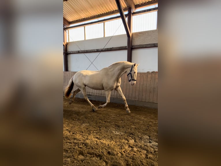 Lusitanos Yegua 11 años 160 cm Cremello in Timmendorfer Strand