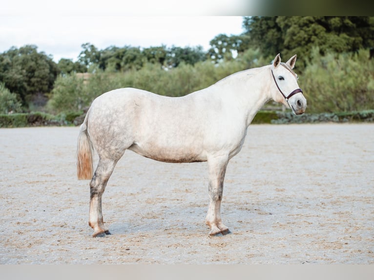 Lusitanos Yegua 11 años 162 cm Tordo in El GASTOR
