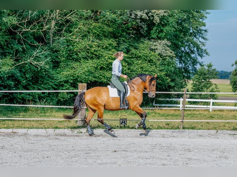 Lusitanos Yegua 11 años 163 cm Castaño claro in Braunau