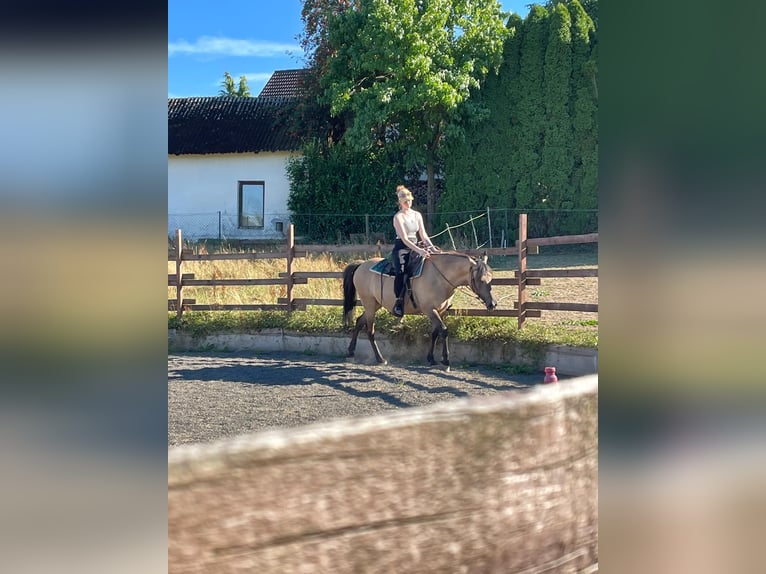Lusitanos Yegua 12 años 153 cm Castaño in Windhagen