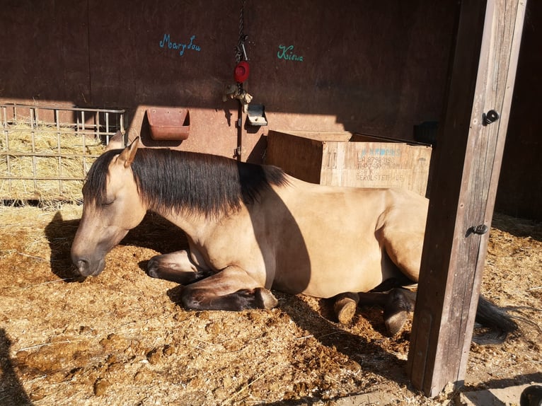 Lusitanos Yegua 12 años 153 cm Castaño in Windhagen