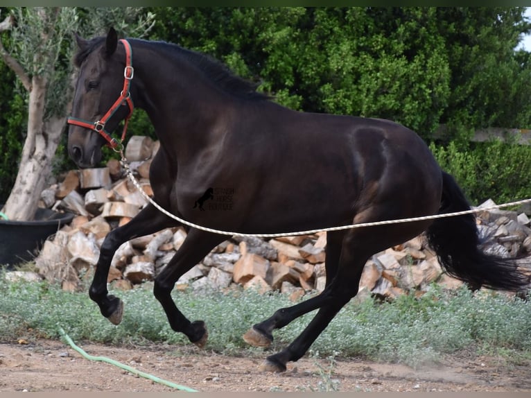 Lusitanos Yegua 13 años 156 cm Castaño oscuro in Menorca