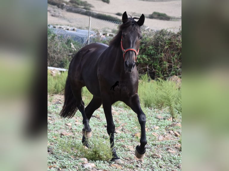 Lusitanos Yegua 13 años 156 cm Castaño oscuro in Menorca