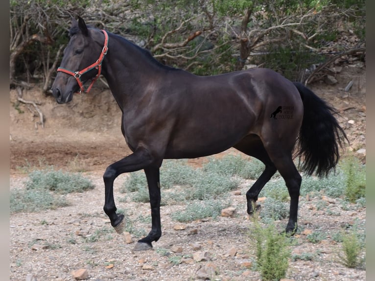 Lusitanos Yegua 13 años 156 cm Castaño oscuro in Menorca