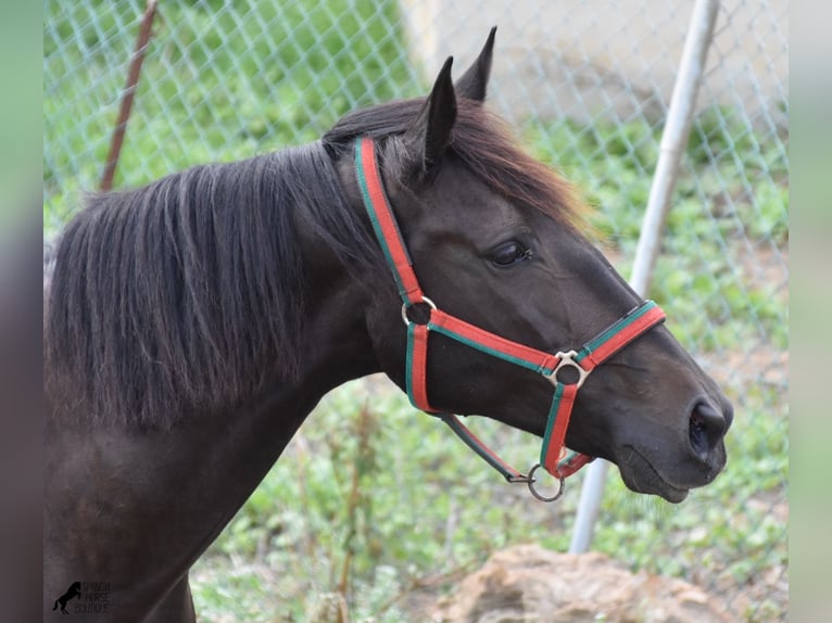 Lusitanos Yegua 13 años 156 cm Castaño oscuro in Menorca