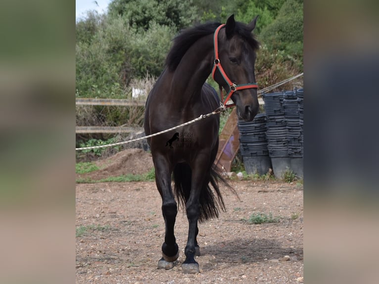 Lusitanos Yegua 13 años 156 cm Castaño oscuro in Menorca