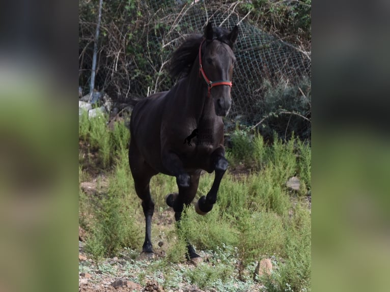 Lusitanos Yegua 13 años 156 cm Castaño oscuro in Menorca