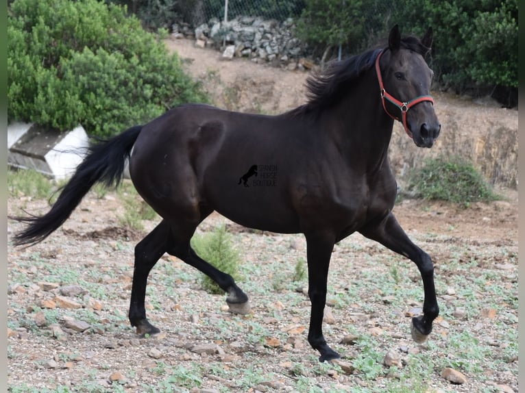 Lusitanos Yegua 13 años 156 cm Castaño oscuro in Menorca