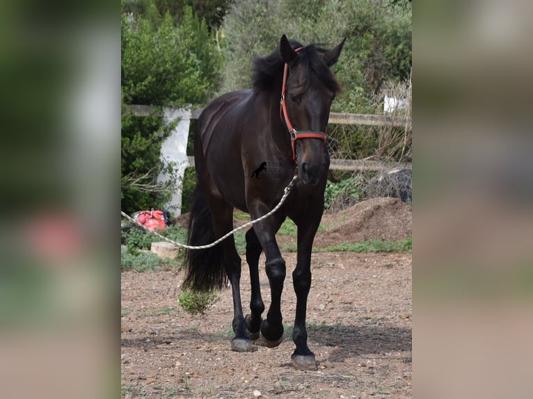 Lusitanos Yegua 13 años 156 cm Castaño oscuro in Menorca