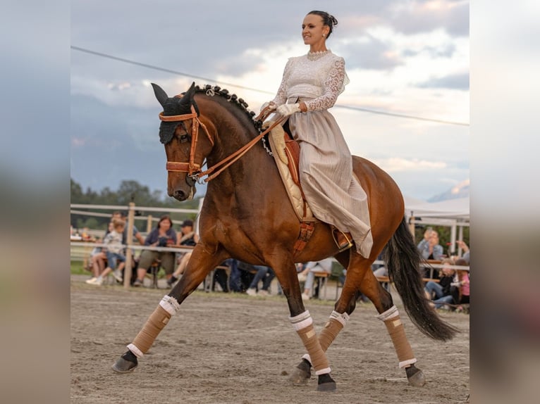 Lusitanos Yegua 13 años 160 cm Castaño in Silkeborg