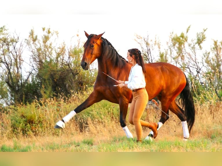 Lusitanos Yegua 13 años 160 cm Castaño in Silkeborg