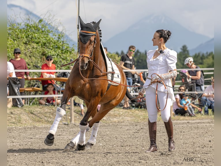 Lusitanos Yegua 13 años 160 cm Castaño in Silkeborg
