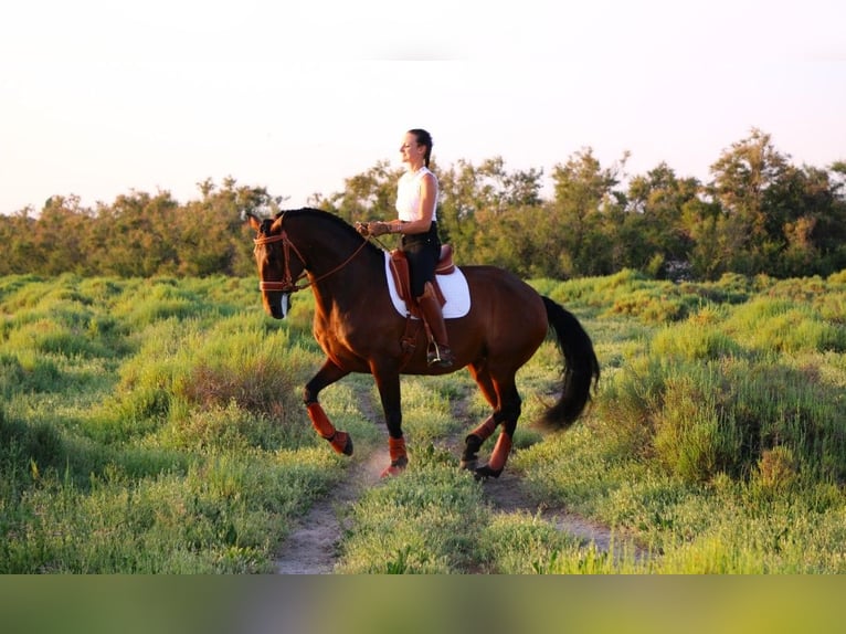 Lusitanos Yegua 13 años 160 cm Castaño in Silkeborg