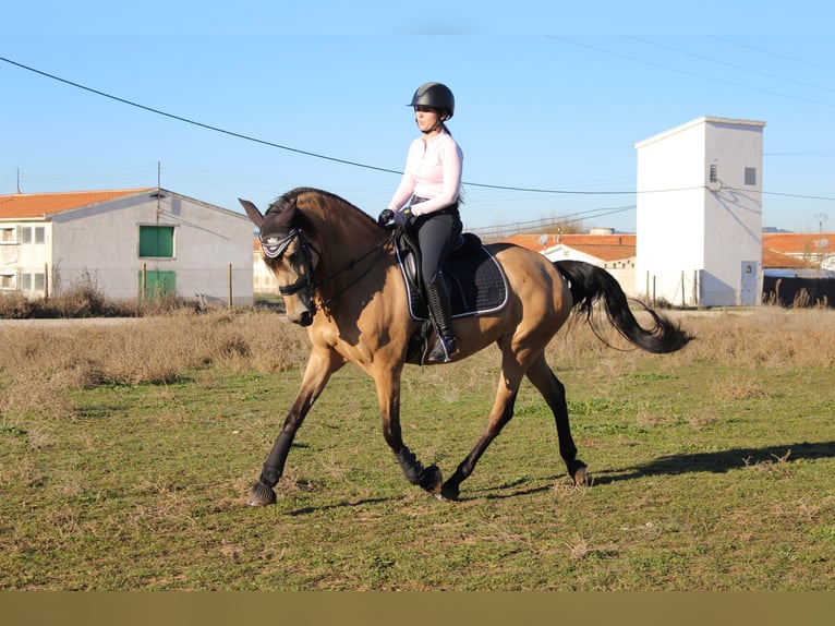 Lusitanos Mestizo Yegua 13 años 165 cm Bayo in Madrid