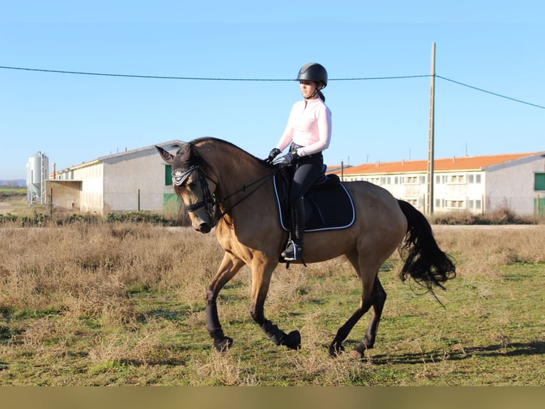 Lusitanos Mestizo Yegua 13 años 165 cm Bayo in Madrid