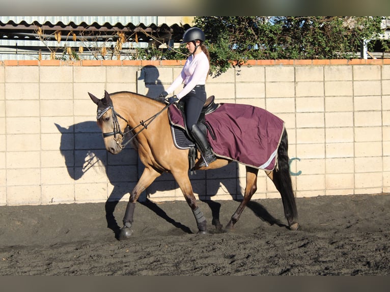 Lusitanos Mestizo Yegua 13 años 165 cm Bayo in Madrid