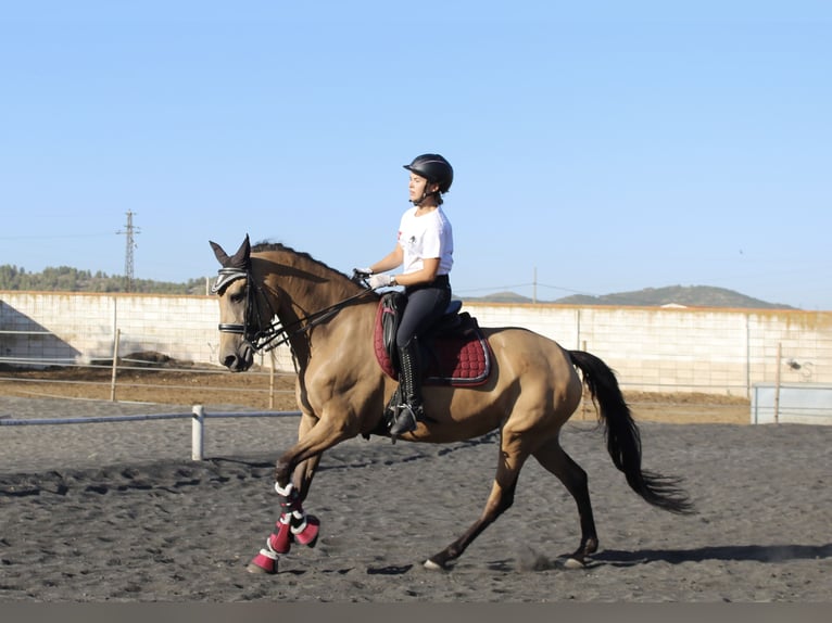 Lusitanos Mestizo Yegua 13 años 165 cm Bayo in Madrid