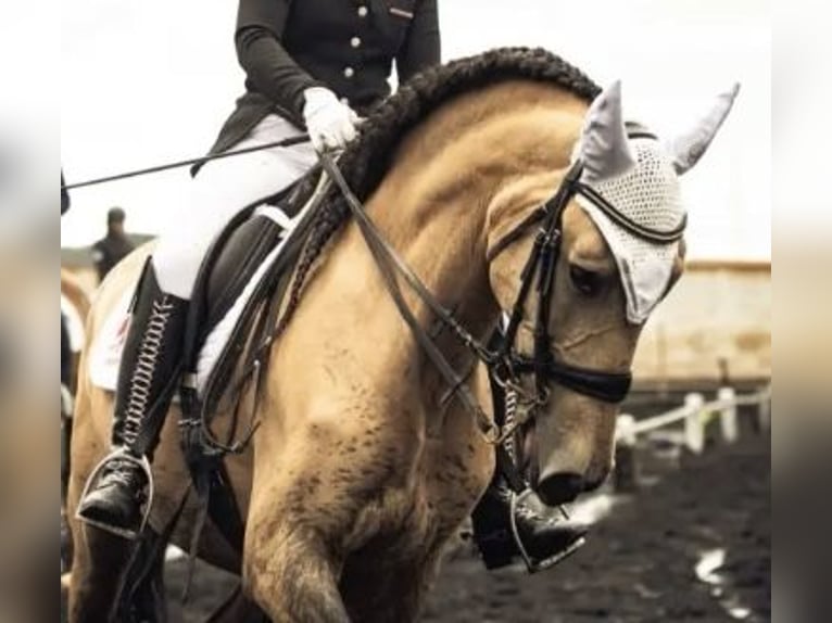 Lusitanos Mestizo Yegua 13 años 165 cm Bayo in Madrid