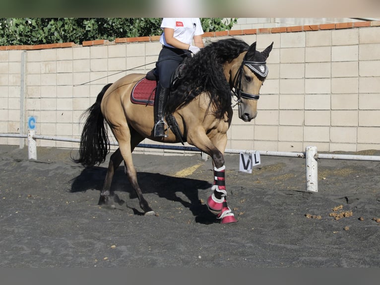 Lusitanos Mestizo Yegua 13 años 165 cm Bayo in Madrid