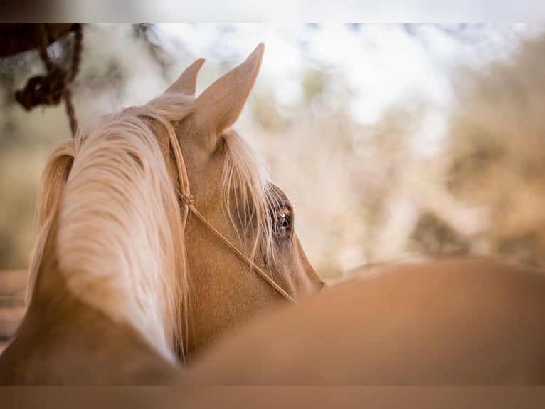 Lusitanos Yegua 14 años 160 cm Palomino in Felanitx