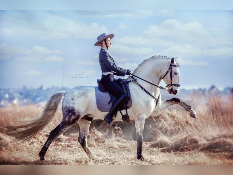 Lusitanos Yegua 15 años 162 cm Tordo in &#1042;&#1072;&#1096;&#1080;&#1085;&#1075;&#1090;&#1086;&#1085;