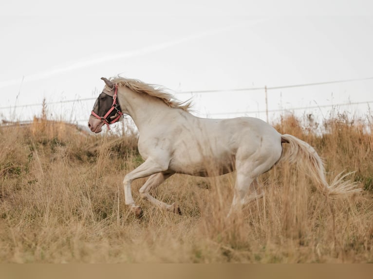 Lusitanos Yegua 15 años 163 cm Perlino in Ludwigsau