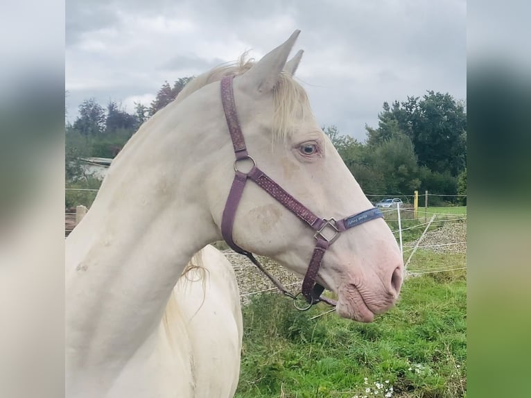 Lusitanos Yegua 15 años 163 cm Perlino in Ludwigsau