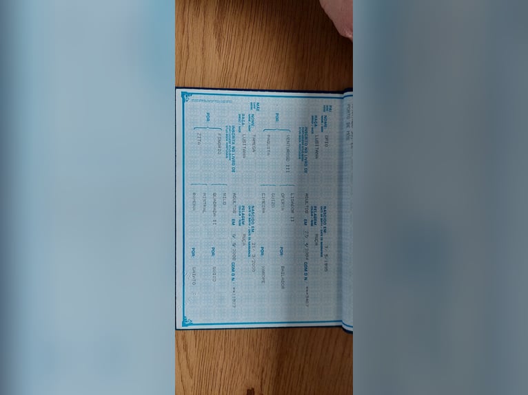 Lusitanos Yegua 17 años Tordo in Knittlingen