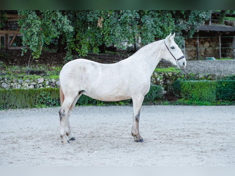 Lusitanos Yegua 17 años Tordo in El GASTOR