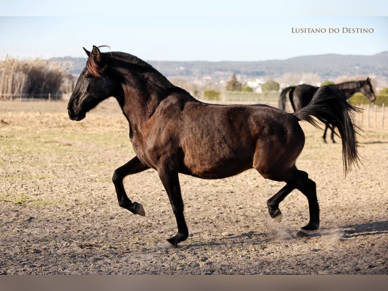 Lusitanos Yegua 18 años 154 cm Negro in Générac