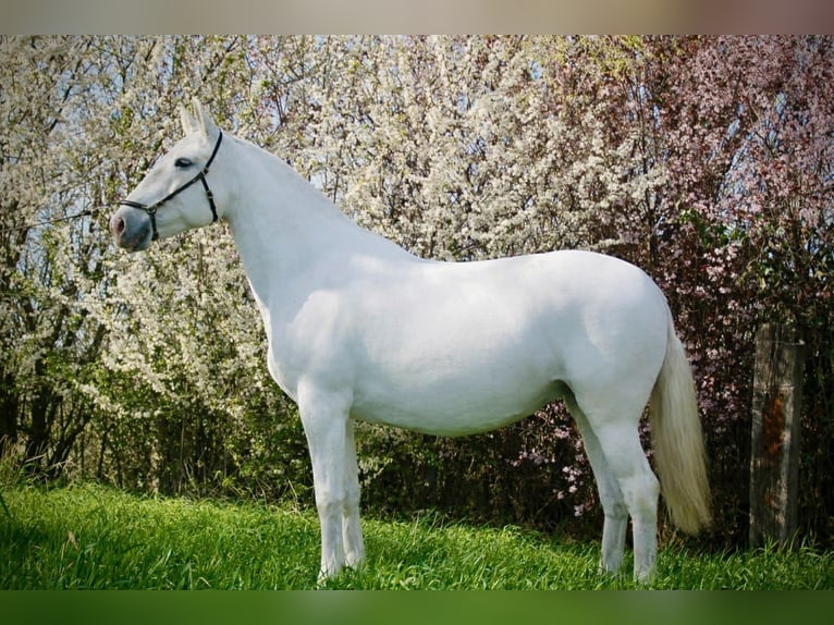 Lusitanos Yegua 18 años 160 cm Tordo in Bredene
