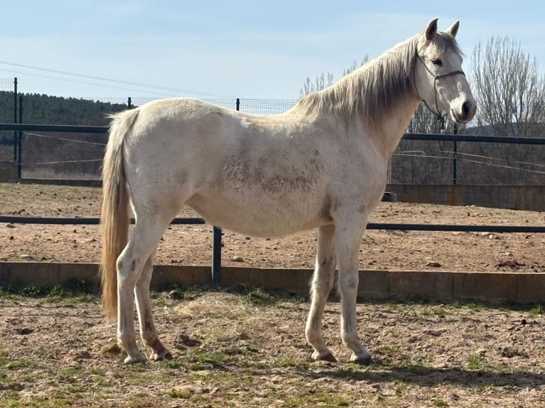 Lusitanos Yegua 18 años Tordo in Val de San Lorenzo Leon