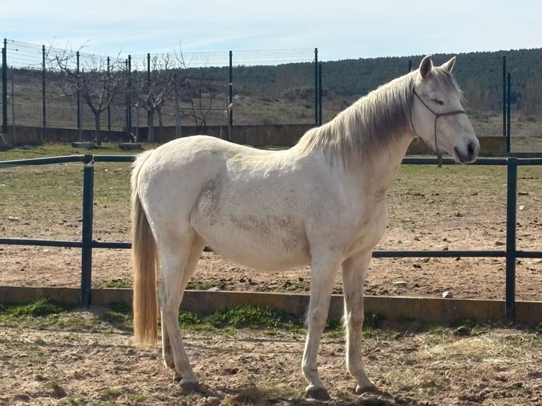 Lusitanos Yegua 18 años Tordo in Val de San Lorenzo Leon