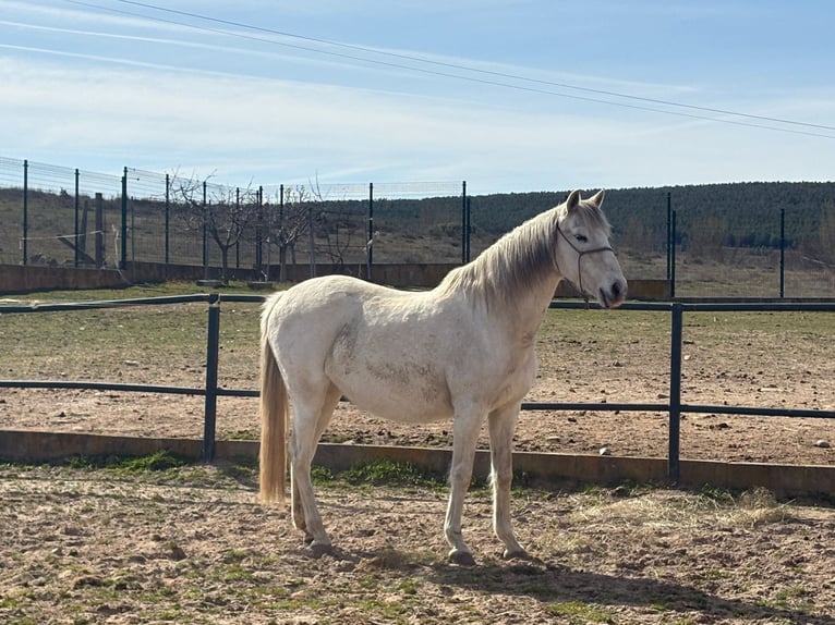 Lusitanos Yegua 18 años Tordo in Val de San Lorenzo Leon