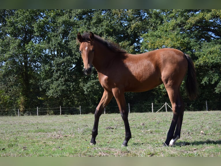 Lusitanos Yegua 1 año 135 cm Castaño in Sucé sur Erdre
