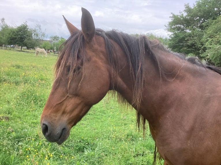 Lusitanos Yegua 1 año 135 cm Castaño in Sucé sur Erdre
