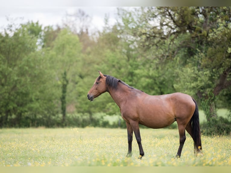 Lusitanos Yegua 1 año 135 cm Castaño in Sucé sur Erdre