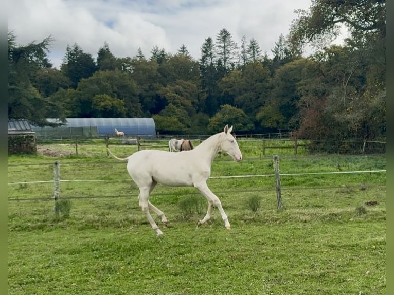 Lusitanos Yegua 1 año 135 cm Cremello in Guérande