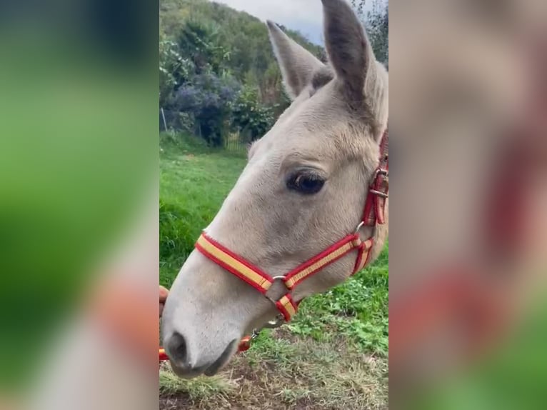 Lusitanos Yegua 1 año 135 cm Perla in Valencia