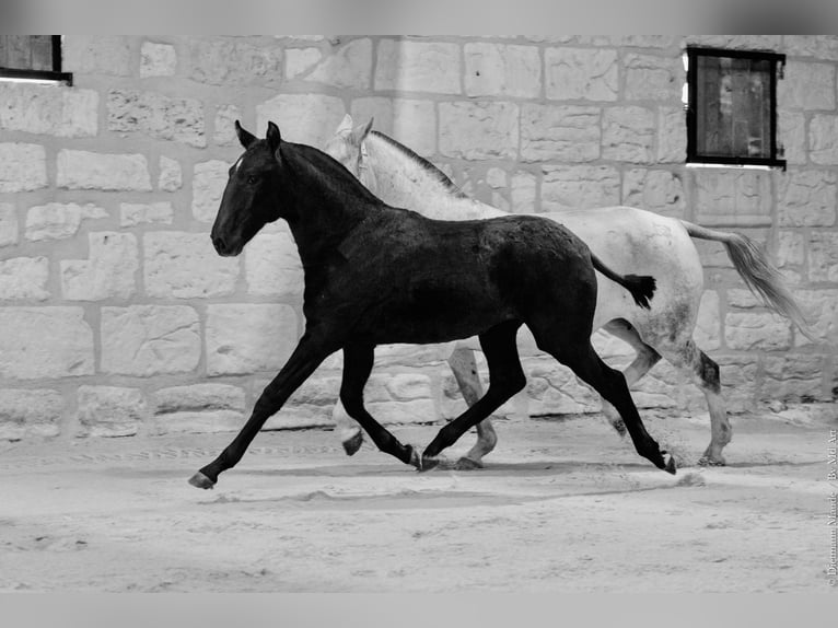 Lusitanos Yegua 1 año 145 cm Tordillo negro in Arles