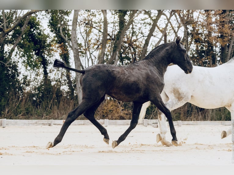 Lusitanos Yegua 1 año 145 cm Tordillo negro in Arles