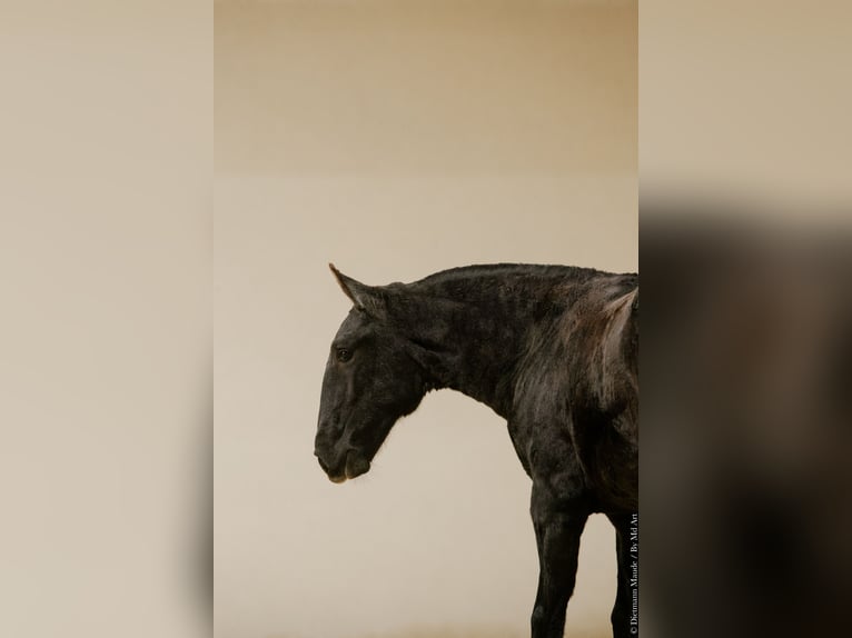 Lusitanos Yegua 1 año 145 cm Tordillo negro in Arles