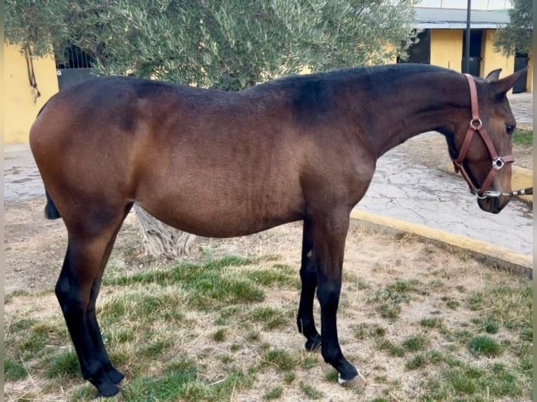 Lusitanos Mestizo Yegua 1 año 155 cm Castaño in Buitrago De Lozoya