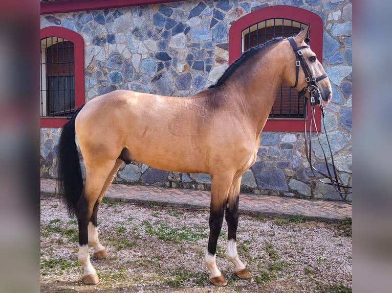 Lusitanos Yegua 1 año 158 cm Castaño in Rio Maior